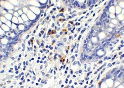 Immunohistochemistry-Paraffin: AMID Antibody - BSA Free [NBP3-18132]