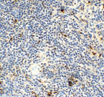 Immunohistochemistry-Paraffin: AMID Antibody - BSA Free [NBP3-18132]