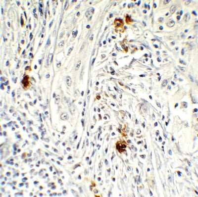 Immunohistochemistry-Paraffin: AMID Antibody - BSA Free [NBP3-18133]