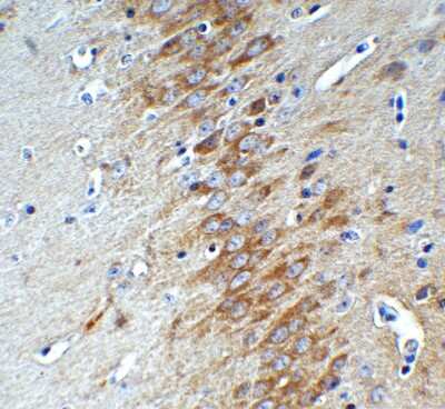 Immunohistochemistry-Paraffin: AMID Antibody - BSA Free [NBP3-18133]