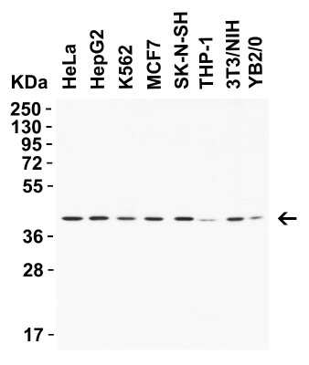 Western Blot: AMID AntibodyBSA Free [NBP3-18132]
