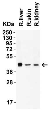 Western Blot: AMID AntibodyBSA Free [NBP3-18132]