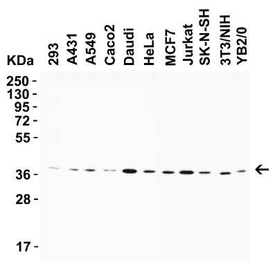 Western Blot: AMID AntibodyBSA Free [NBP3-18133]