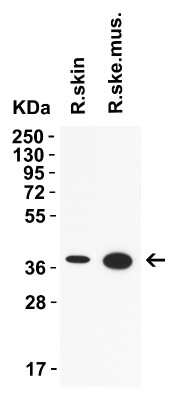 Western Blot: AMID AntibodyBSA Free [NBP3-18133]