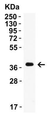 Western Blot: AMID AntibodyBSA Free [NBP3-18133]