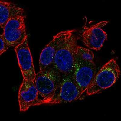 Immunocytochemistry/ Immunofluorescence: AMID Antibody [NBP2-58117]