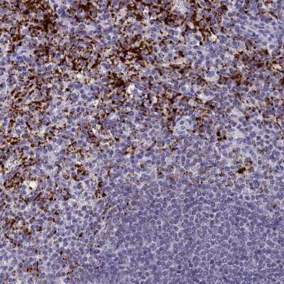 Immunohistochemistry-Paraffin: AMID Antibody [NBP1-90176]