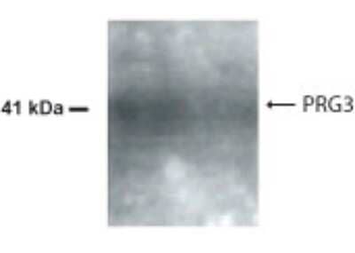 Western Blot: AMID AntibodyBSA Free [NB200-170]