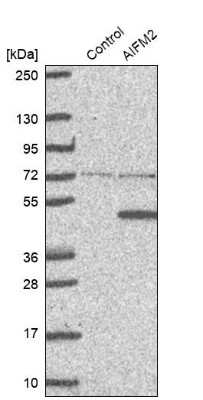 Western Blot: AMID Antibody [NBP1-90176]