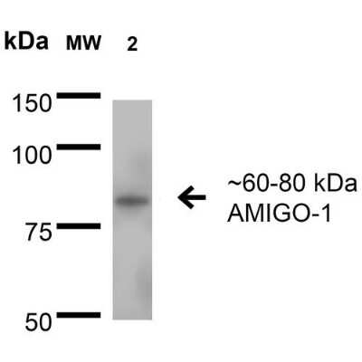 Western Blot: AMIGO Antibody (S86-36) [NBP2-22413]