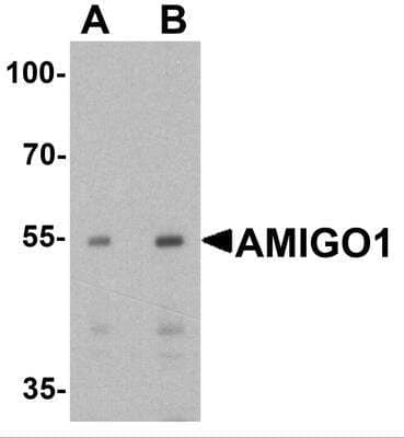 Western Blot: AMIGO AntibodyBSA Free [NBP2-81780]