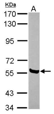 Western Blot: AMIGO Antibody [NBP2-15375]