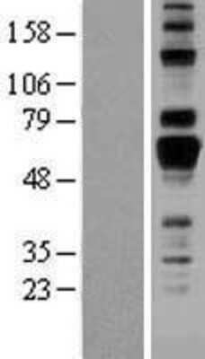 Western Blot: AMIGO Overexpression Lysate [NBL1-07500]