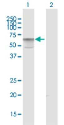 Western Blot: AMIGO3 Antibody [H00386724-B01P]