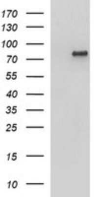 Western Blot: AMOT Antibody (OTI1A8)Azide and BSA Free [NBP2-72429]