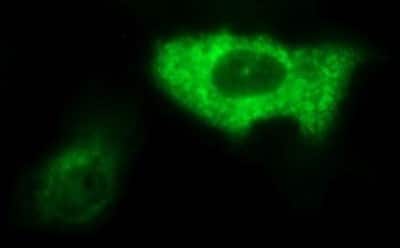 Immunofluorescence: AMOT Antibody (OTI1A8) [NBP2-46515]