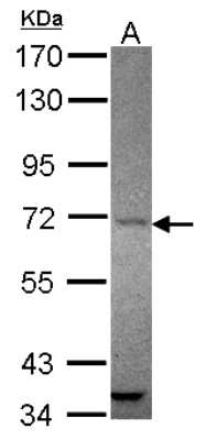 Western Blot: AMOT Antibody [NBP2-15378]