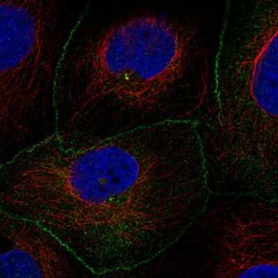 Immunocytochemistry/ Immunofluorescence: AMOTL2 Antibody [NBP2-57184]