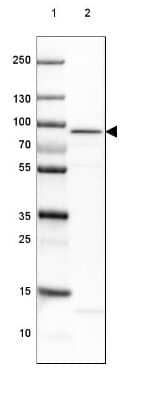 Western Blot: AMPD1 Antibody [NBP1-81269]