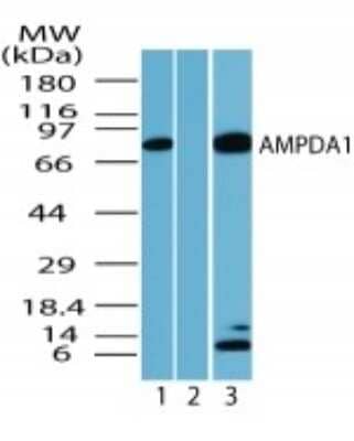 Western Blot: AMPD1 Antibody [NBP2-24509]