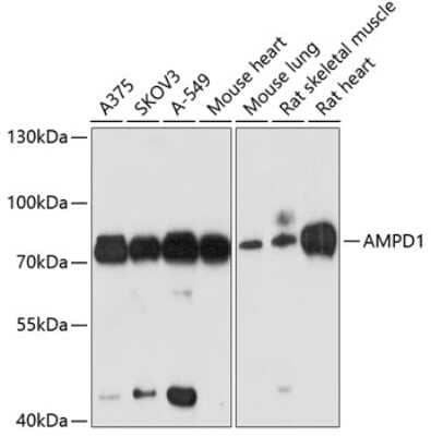 Western Blot: AMPD1 AntibodyBSA Free [NBP2-92427]