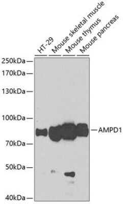 Western Blot: AMPD1 AntibodyBSA Free [NBP3-03984]