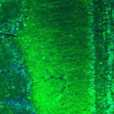 Immunohistochemistry-Paraffin: AMPD2 Antibody [NBP2-47549]