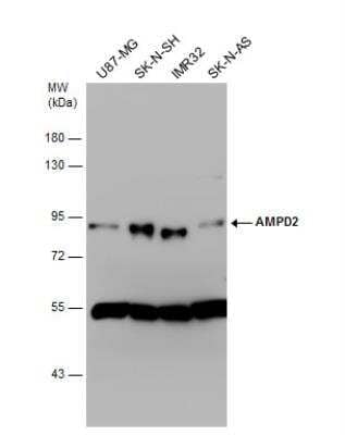 Western Blot: AMPD2 Antibody [NBP1-33698]