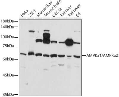 Western Blot: AMPK alpha 1/2 AntibodyAzide and BSA Free [NBP3-05635]