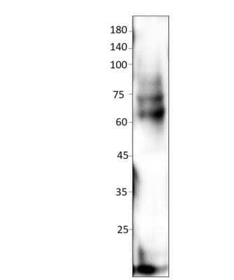 Western Blot: AMPK alpha 1/2 Antibody [NBP3-12281]