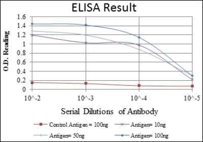 ELISA: AMPK alpha 1 Antibody (2B7) - Azide and BSA Free [NBP2-80575]