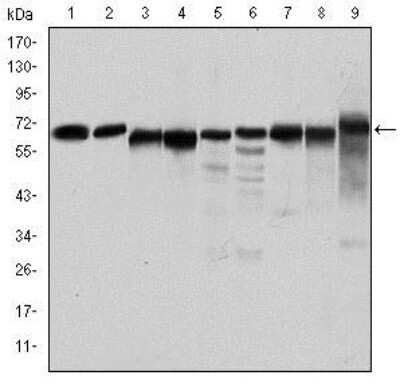 Western Blot: AMPK alpha 1 Antibody (2B7)Azide and BSA Free [NBP2-80575]