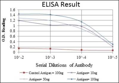 ELISA: AMPK alpha 1 Antibody (2B7) - BSA Free [NBP2-22127]
