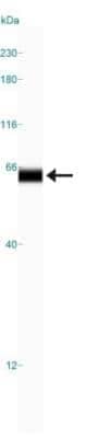 Simple Western: AMPK alpha 1 Antibody (2B7)BSA Free [NBP2-22127]