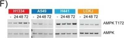 Western Blot: AMPK alpha 1 Antibody (2B7)BSA Free [NBP2-22127]