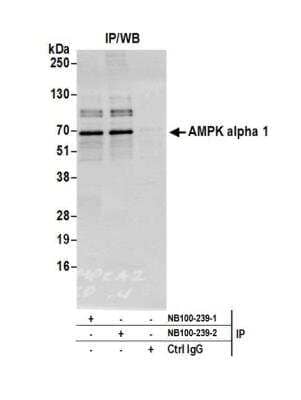 Immunoprecipitation: AMPK alpha 1 Antibody [NB100-239]