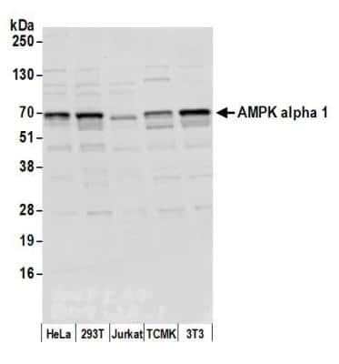 Western Blot: AMPK alpha 1 Antibody [NB100-239]