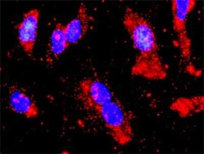 Proximity Ligation Assay: AMPK alpha 2 Antibody (1G8) [H00005563-M02]