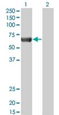 Western Blot: AMPK alpha 2 Antibody (1G8) [H00005563-M02]