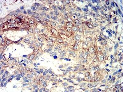 Immunohistochemistry: AMPK alpha 2 Antibody (5B4G1) - BSA Free [NBP2-61853]