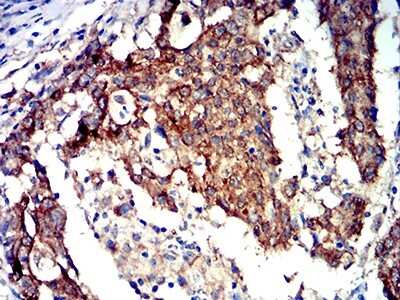 Immunohistochemistry: AMPK alpha 2 Antibody (8E11H5) - BSA Free [NBP2-61852]