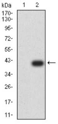 Western Blot: AMPK alpha 2 Antibody (8E11H5)BSA Free [NBP2-61852]