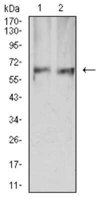 Western Blot: AMPK alpha 2 Antibody (8E11H5)BSA Free [NBP2-61852]