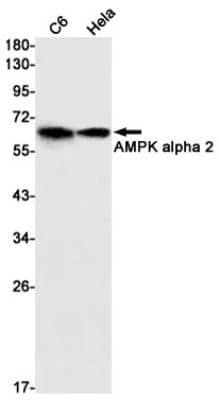 Western Blot: AMPK alpha 2 Antibody (S06-2E8) [NBP3-19569]