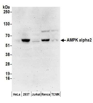 Western Blot: AMPK alpha 2 Antibody [NB100-238]