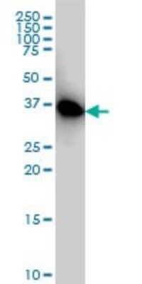 Western Blot: AMPK beta 1 Antibody (2C3) [H00005564-M02]