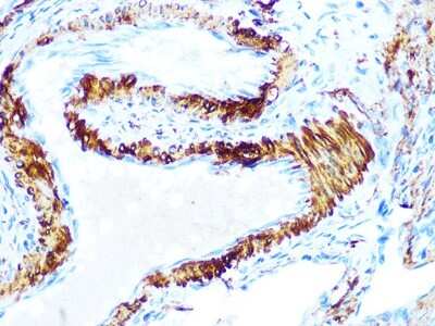 Immunohistochemistry-Paraffin: AMPK beta 1 Antibody (7G8U1) [NBP3-16380]