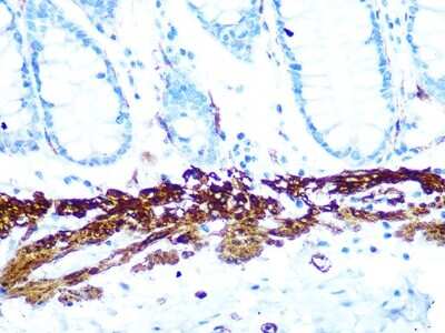 Immunohistochemistry-Paraffin: AMPK beta 1 Antibody (7G8U1) [NBP3-16380]