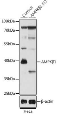 Knockout Validated: AMPK beta 1 Antibody - BSA Free [NBP2-92961]