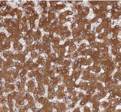 Immunohistochemistry-Paraffin: AMPK beta 2/PRKAB2 Antibody [NBP1-92286]